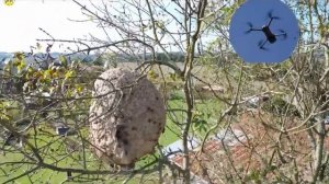 Нейтрализация гнезда азиатского шершня , съемка дроном. (Перезалив в лучшем качестве)