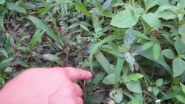 Трава - недотрога смотреть онлайн