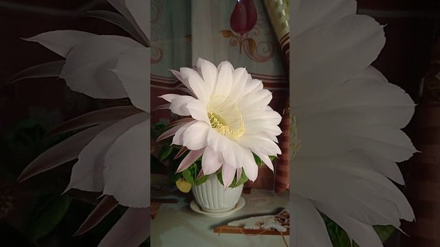 Кактус зацвёл