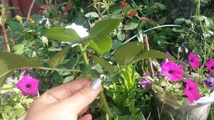 КАК РАЗМНОЖИТЬ РОЗЫ?! ПРОСТОЙ СПОСОБ РАЗМНОЖЕНИЯ РОЗ! HOW TO REPRODUCT ROSES ?!