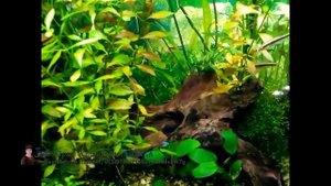 Людвигия Палюстрис, болотная (Ludwigia palustris). Прополка 04.03.16. Аквариумные растения.
