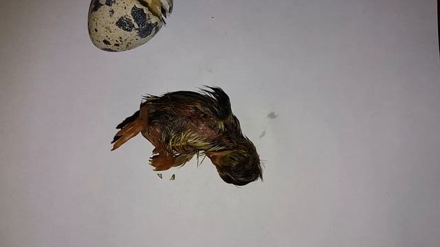 Рождение. Перепеленок выходит из яйца. смотреть онлайн