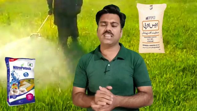 Potash spray on Wheat crop | Abid Ali Agrarian смотреть онлайн