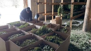 Веники для бани| Фасуем в коробки| готовим большую отправку