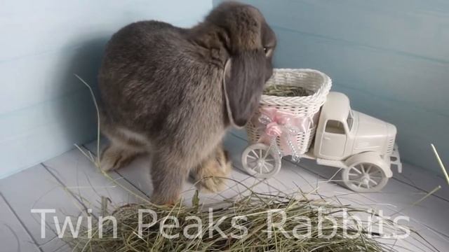 Кролик Клайд (карликовый вислоухий баран) смотреть онлайн