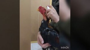 лечение кожного заболевания у петуха