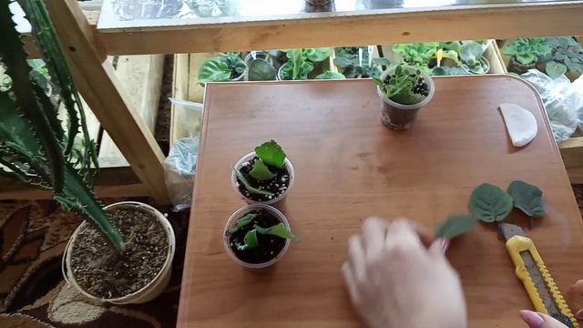 Как укоренить листик фиалки фрагментом смотреть онлайн