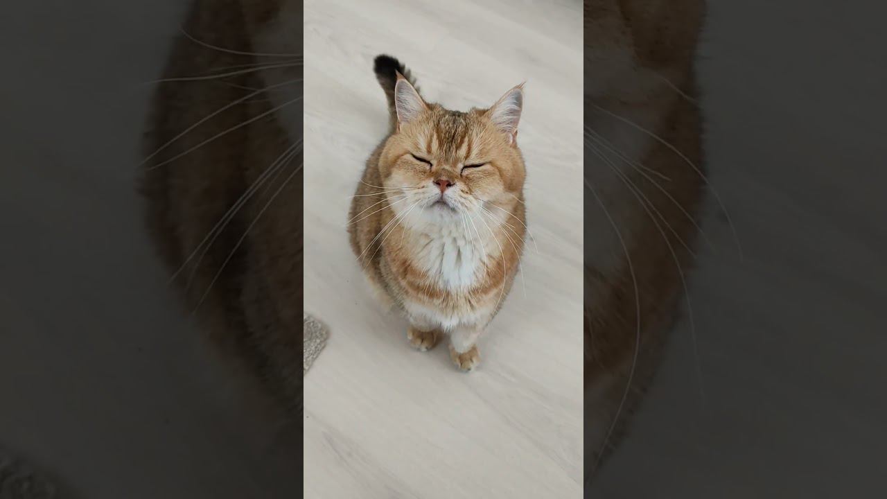 #котики #смешныекоты #безкотаижизньнета #коты #золотаяшиншилла