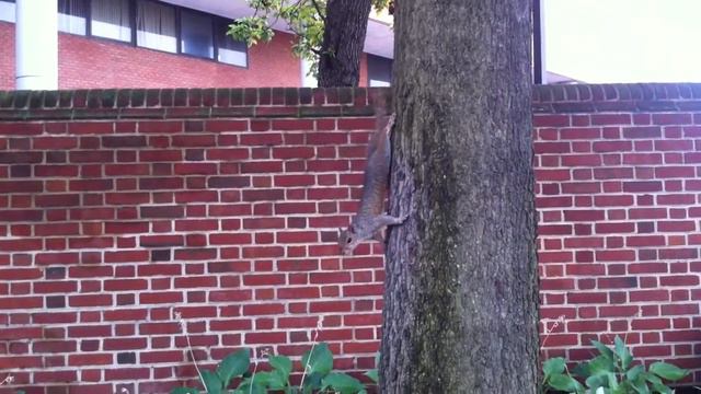 Part 2. Visit in Washington DC and leaving for Ocean City, MD смотреть онлайн