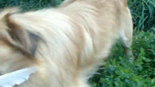 Арчибальд) смотреть онлайн