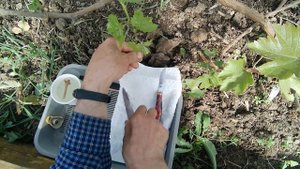 Виноград Минор, прививка.