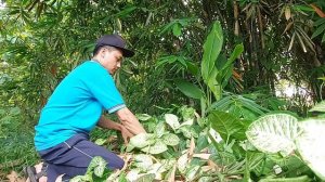 PETUALANGAN MENCARI TANAMAN HIAS SYNGONIUM #plants #green #world