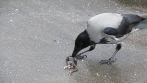 Ворона ест крысу. Crow eating a rat.