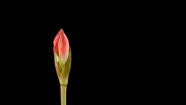 Природа, как растут цветы, удивительно красиво смотреть онлайн