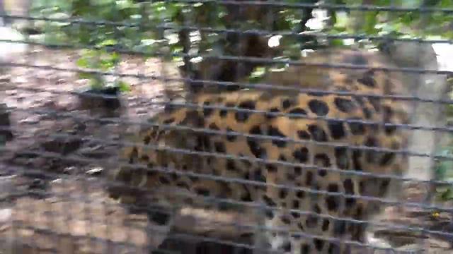 Леопард Московский зоопарк смотреть онлайн