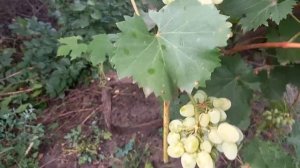 ВИНОГРАД  ДЕСЕРТНЫЙ ," МУСКАТ БЕЛЫЙ" !