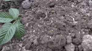 Как размножить ежевику сорта Киова.