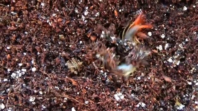 Сколопендра Scolopendra Subspinipes