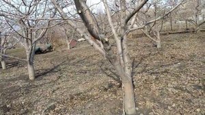 Кур будем менять/ куры на даче/