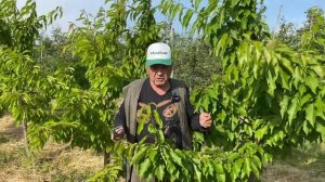 Как получить максимум от черешни Эрли стар: секреты плодоношения