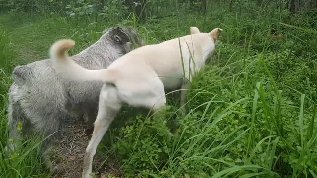 Продолжаю заливать черновой пол в старом доме на хуторе. Стяжка пола своими руками смотреть онлайн