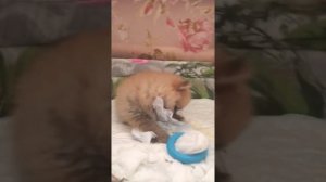 Щенок Немецкий малый шпиц