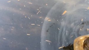 ГРУНТОВЫЕ ВОДЫ НА УЧАСТКЕ | СДЕЛАЛИ ВОДУ ДЛЯ ПОЛИВА ??