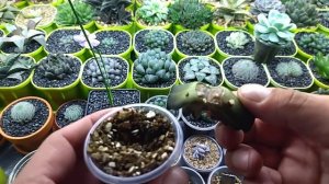 Укоренения хавортии в вермикулите!!!