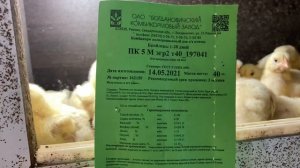 Недельные цыплята Ломан Браун и бройлеры. Кормление цыплят и бройлеров комбикормом ПК-5 Богданович.