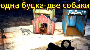 Одна будка-две собаки. Fallout 4.