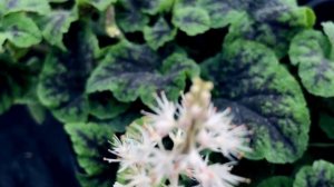 TIARELLA CORDIFOLIA `RUNNING TAPESTRY`