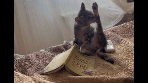 Танцор-чтец #shorts