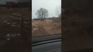 Сузуки лиана весной
