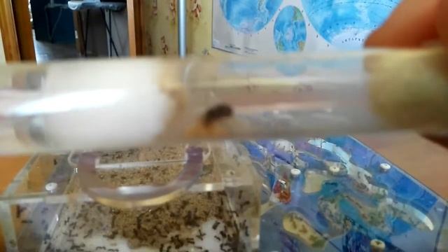 Реакция богомола на муравьёв