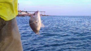 Ловля морского карася (ласкиря) на поплавочную удочку.  Адлер, август 2022 г.