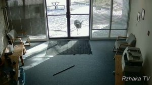 ПРИКОЛЫ С ЖИВОТНЫМИ подборка, ржака до усрачки 39