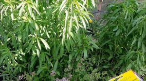 Многолетние пряные травы в саду, душица, бергамот (монарда) ,тимьян