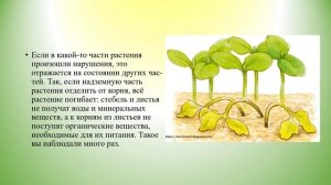 Взаимосвязь частей растения биология 7 кл.mp4