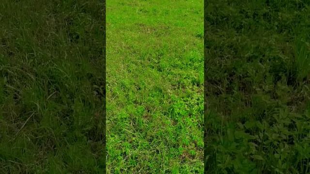 плюшевый лягушонок? #амигурумикрючком #амигуруми #вязаниекрючком #вязание #вязаниеигрушек #игрушка смотреть онлайн