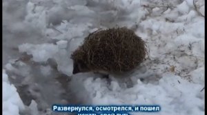 Видео Ёж гуляет зимой veg