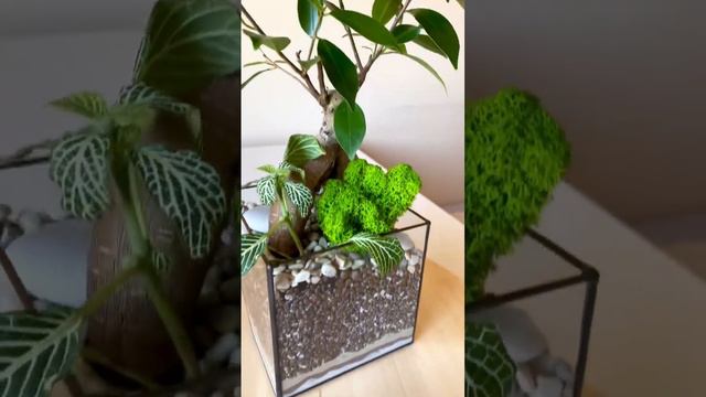 Флорариум с влаголюбивым фикусом Гинсенг и фиттониями💫#флорариум ...