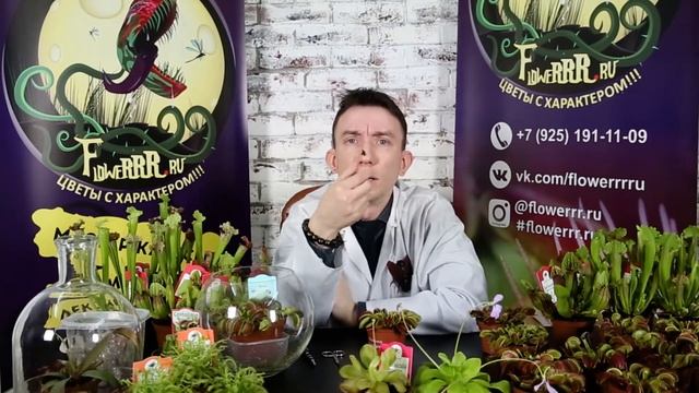 Венерина мухоловка. Кормление мухоловки