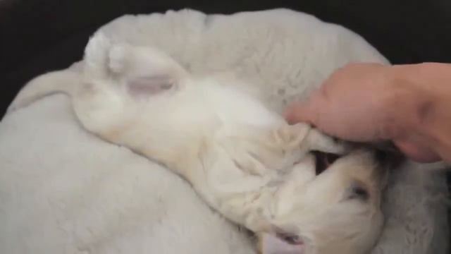 Миленький белый щеночек играется! смотреть онлайн