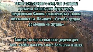 К чему снится Шишка сонник, толкование сна