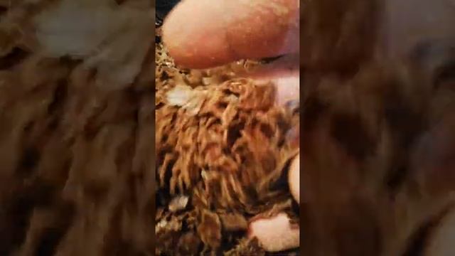 Доступный, полноценный корм для несушек смотреть онлайн