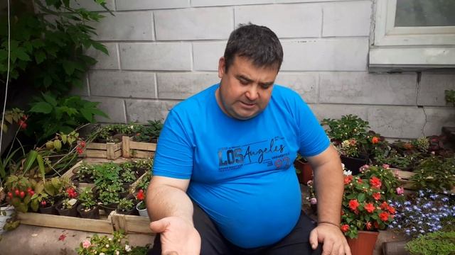 Бальзамин (ванька мокрый) забытое растение.