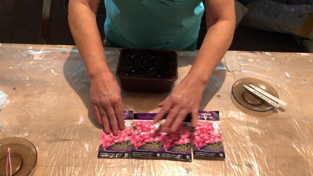 Ранний посев ампельной петунии в январе  DIY #садсвоимируками #мойлюбимыйсад #садоводство