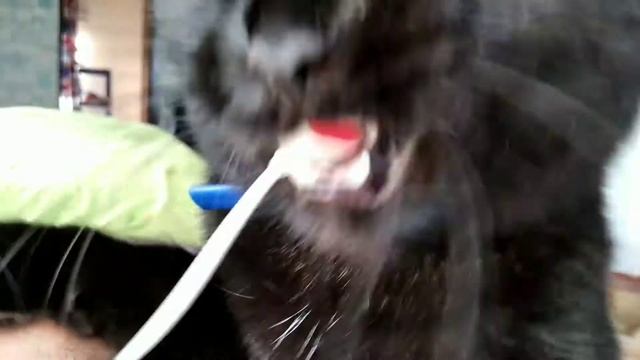 чёрная кошка грызёт провода смотреть онлайн