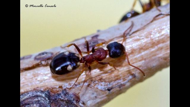 #Интересно_знать | Грецкий орех смотреть онлайн