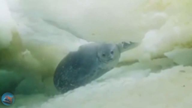 Моржы тюлен Морские котики￼ Подводный￼ чудовище находки монстры снятые на камеру животные мир 4k смотреть онлайн